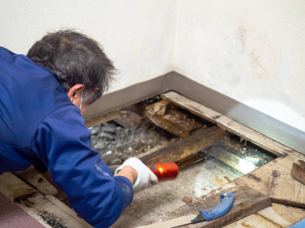 Best Crawl Space Mold Remediation in Minnetrista, MN