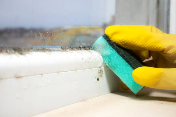 Best Attic Mold Remediation in Minnetrista, MN
